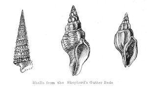 Fossils from the Shepherds Gutter Beds by Walter Crane